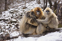 Golden Snub-nosed Monkey (Rhinopithecus roxellana) male, female, and juvenile huddled up against each other to keep warm, Qinling Mountains, China