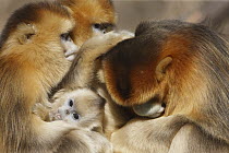 Golden Snub-nosed Monkey (Rhinopithecus roxellana) females with young grooming male, Qinling Mountains, China