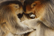 Golden Snub-nosed Monkey (Rhinopithecus roxellana) male and female huddled up against each other to keep warm, Qinling Mountains, China