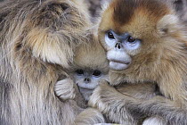 Golden Snub-nosed Monkey (Rhinopithecus roxellana) females with young huddled up against each other to keep warm, Qinling Mountains, China