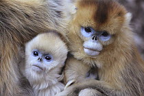 Golden Snub-nosed Monkey (Rhinopithecus roxellana) females and young huddled up against each other to keep warm, Qinling Mountains, China