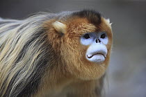 Golden Snub-nosed Monkey (Rhinopithecus roxellana) male, Qinling Mountains, China