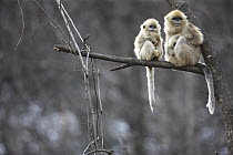 Golden Snub-nosed Monkey (Rhinopithecus roxellana) juvenile and young in tree, Qinling Mountains, China