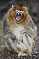 Golden Snub-nosed Monkey (Rhinopithecus roxellana) male yawning, Qinling Mountains, China