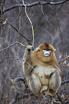 Golden Snub-nosed Monkey (Rhinopithecus roxellana) male eating bark, Qinling Mountains, China