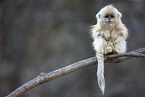Golden Snub-nosed Monkey (Rhinopithecus roxellana) juvenile, Qinling Mountains, China. Runner-up in the Gerald Durrell Award, Wildlife Photographer of the Year 2011.