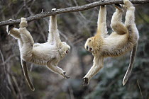 Golden Snub-nosed Monkey (Rhinopithecus roxellana) juveniles playing, Qinling Mountains, China