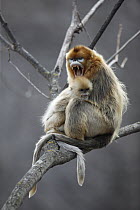 Golden Snub-nosed Monkey (Rhinopithecus roxellana) male yawning and juvenile, Qinling Mountains, China