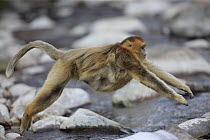 Golden Snub-nosed Monkey (Rhinopithecus roxellana) female with young jumping across stream, Qinling Mountains, China