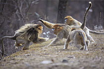Golden Snub-nosed Monkey (Rhinopithecus roxellana) males fighting during mating season, Qinling Mountains, China