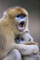 Golden Snub-nosed Monkey (Rhinopithecus roxellana) female calling and young, Qinling Mountains, China