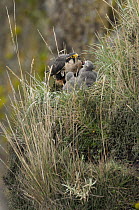 Aplomado Falcon (Falco femoralis) feeding chicks at nest, Andes, Ecuador