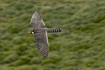 Aplomado Falcon (Falco femoralis) flying, Andes, Ecuador