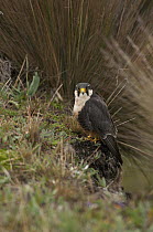 Aplomado Falcon (Falco femoralis), Andes, Ecuador