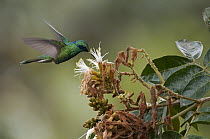 Sparkling Violet-ear (Colibri coruscans) hummingbird feeding on nectar, Andes, Ecuador