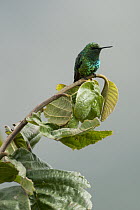 Western Emerald (Chlorostilbon melanorhynchus) hummingbird male, Andes, Ecuador