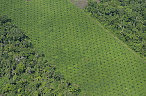 Palm plantation cutting through rainforest in the Amazon, Ecuador
