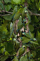Red-bellied Macaw (Ara manilata) flock feeding on palm, Amazon, Ecuador