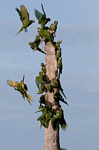 Red-bellied Macaw (Ara manilata) group on snag, Amazon, Ecuador