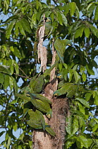 Red-bellied Macaw (Ara manilata) group feeding on palm, Amazon, Ecuador