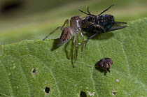 Jumping Spider (Salticidae) severing the head off fly prey, Ecuador