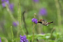 Spangled Coquette (Lophornis stictolophus) hummingbird male feeding on nectar, Amazon, Ecuador