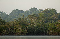 Amazon lowland rainforest along lake shore, Ecuador