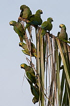 Red-bellied Macaw (Ara manilata) group perching in palm, Amazon, Ecuador