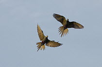 Red-bellied Macaw (Ara manilata) pair flying, Amazon, Ecuador