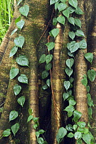 Fig (Ficus sp) tree trunk with vine, Queensland, Australia
