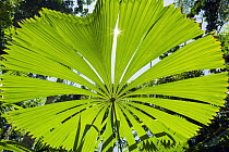 Licuala Fan Palm (Licuala ramsayi) leaf, Licuala State Forest, Mission Beach, Queensland, Australia