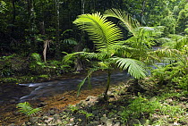 Alexandra Palm (Archontophoenix alexandrae) along creek, Mission Beach, Queensland, Australia