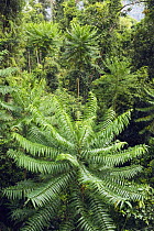 Pencil Cedar (Polyscias murrayi) trees in rainforest, Wooroonooran National Park, Atherton Tableland, Queensland, Australia