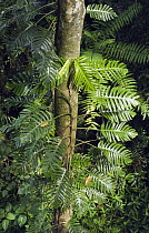 Centipede Tongavine (Scindapsus pinnatus) growing up tree trunk, Wooroonooran National Park, Atherton Tableland, Queensland, Australia