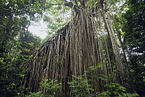 Spotted Fig (Ficus virens) tree that is parasatizing two trees showing aerial roots, Yungaburra, Atherton Tableland, Queensland, Australia