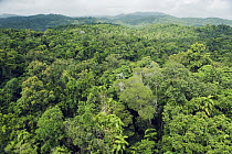 Tropical rainforest seen from canopy tram, Kuranda, Atherton Tableland, Queensland, Australia