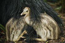Southern Cassowary (Casuarius casuarius) three month old chicks hiding in father's feathers, Atherton Tableland, Queensland, Australia