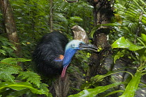 Southern Cassowary (Casuarius casuarius) male with chick in forest eating berries, Atherton Tableland, Queensland, Australia