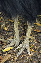 Southern Cassowary (Casuarius casuarius) feet, Atherton Tableland, Queensland, Australia