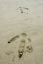 Southern Cassowary (Casuarius casuarius) footprints on sandy beach, Atherton Tableland, Queensland, Australia