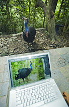 Southern Cassowary (Casuarius casuarius) male and computer with cassowary picture, Atherton Tableland, Queensland, Australia