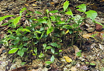 Trees sprouting from cassowary droppings, Mission Beach, Queensland, Australia