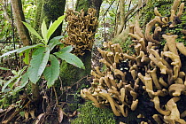 Fungi (Laurobasidium lauri) growing on laurel trunks, Madeira, Portugal