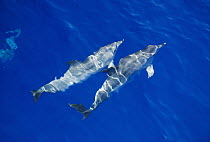 Common Dolphin (Delphinus delphis) pair swimming near water surface, Madeira, Portugal