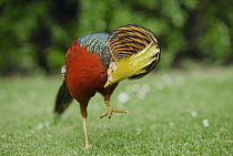 Golden Pheasant (Chrysolophus pictus) male displaying, Tresco, Scilly Islands, Cornwall, United Kingdom