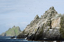 Northern gannet (Morus bassanus) breeding colony on Little Skellig, Republic of Ireland