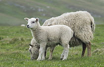 Domestic Sheep (Ovis aries) with lamb, Fair Isle, Scotland