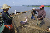 Amazon River Dolphin (Inia geoffrensis) captured by research team, Mamiraua Reserve, Amazonia, Brazil
