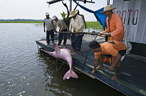 Amazon River Dolphin (Inia geoffrensis) released by research team, Mamiraua Reserve, Amazonia, Brazil