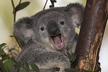 Koala (Phascolarctos cinereus) displaying, native to Australia